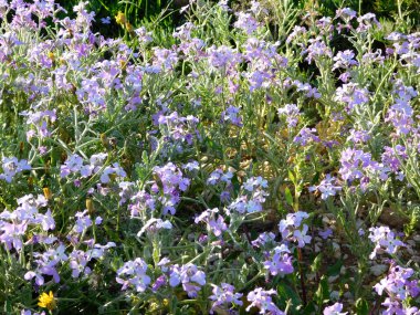 bahçede açık çiçek