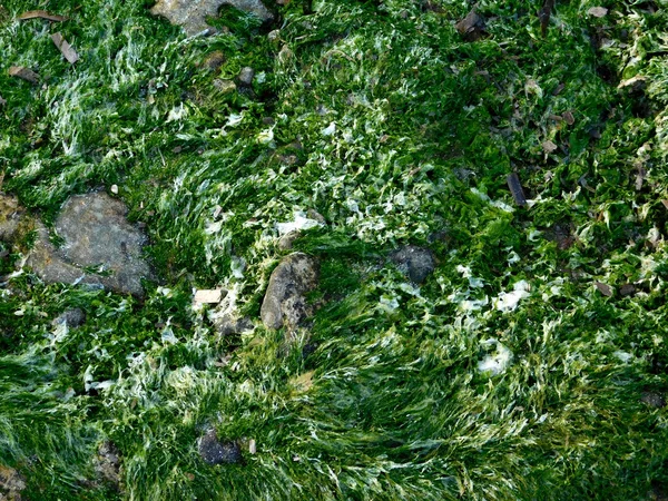 Denizde açık yosun