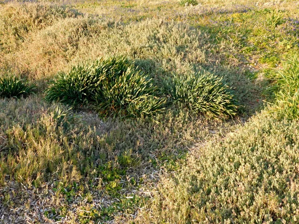 Bahçedeki dış mekan süs bitkileri — Stok fotoğraf