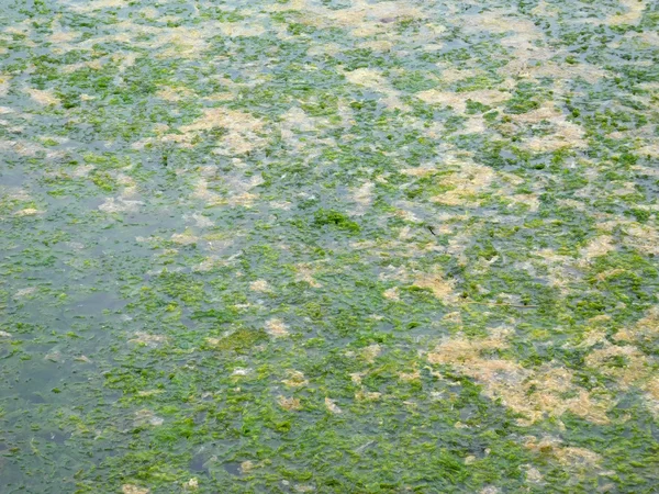 Denizde açık yosun