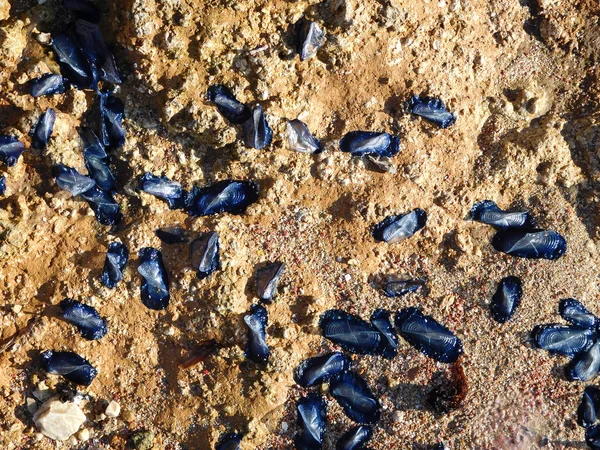 Moluscos al aire libre junto al mar — Foto de Stock