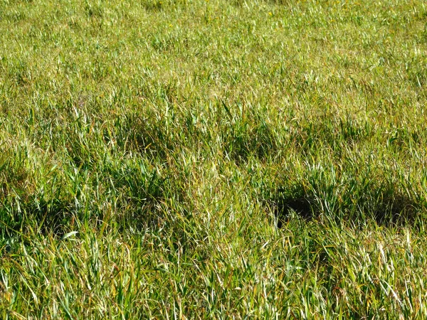 Freilandpflanzen im Garten — Stockfoto