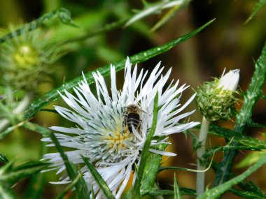 açık havada kırsalında bir çiçek arıya
