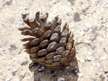 Süper bahçe içinde