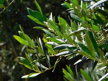bahçesinde zeytin ağacının yaprakları