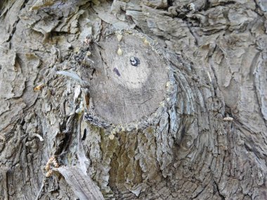 Bahçedeki ağaç gövdesi