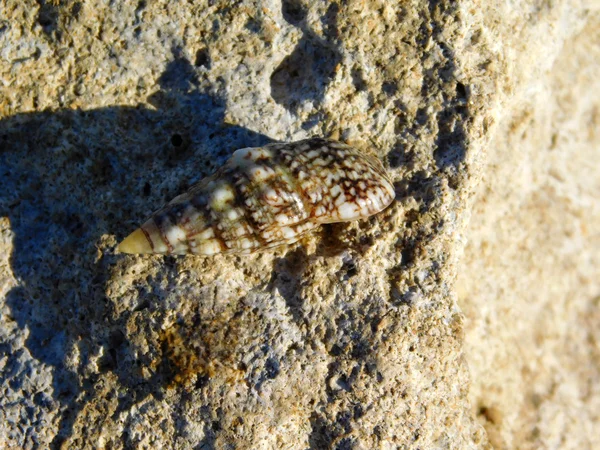 Molluschi all'aperto in riva al mare — Foto Stock