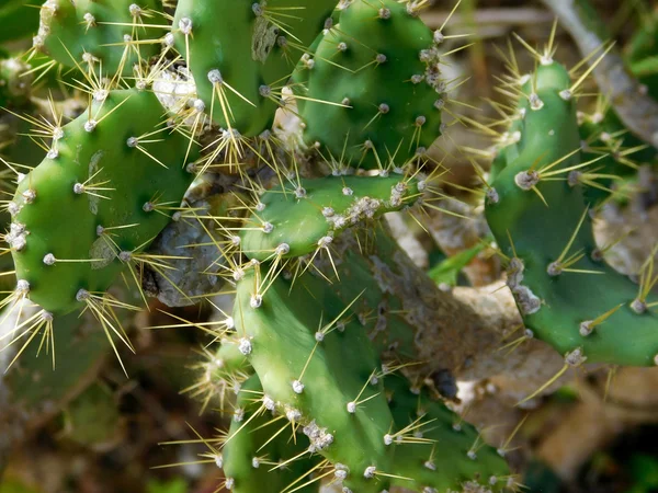 Buiten stekelige planten in de tuin — Stockfoto