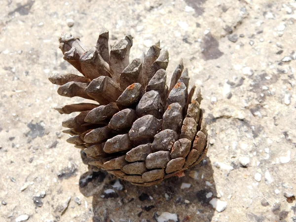 Pinecone en el jardín — Foto de Stock