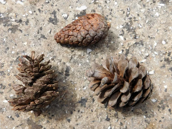 Pigna fuori nel giardino — Foto Stock