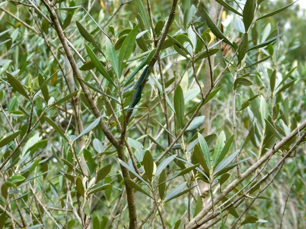 Leaves of olive tree in the garden — Stock Photo, Image