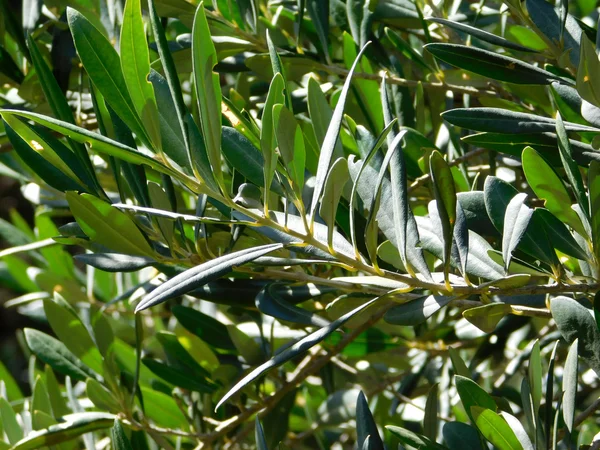 정원에서 올리브 나무의 잎 — 스톡 사진
