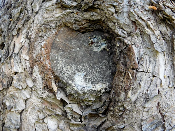 Tree trunk in the garden — Stock Photo, Image