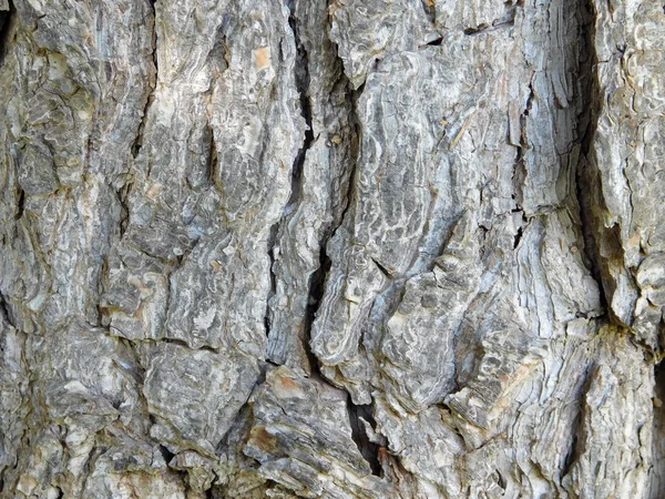 Baumstamm im Garten — Stockfoto