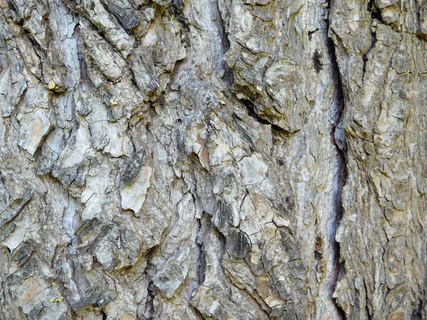 Boomstam in de tuin — Stockfoto