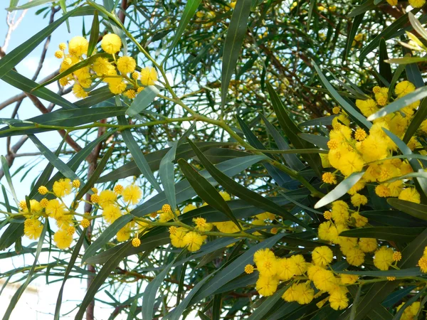 室外花园里的花 — 图库照片