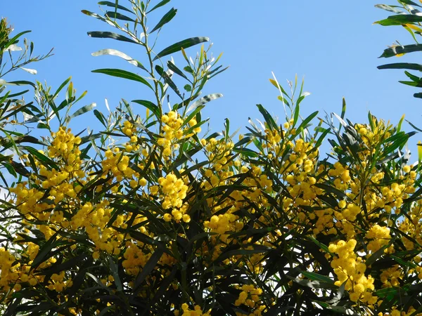 室外花园里的花 — 图库照片