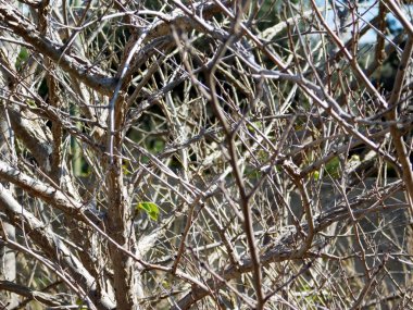Bahçedeki kuru ağaç