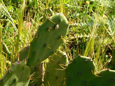 Bahçedeki dikenli bitkiler