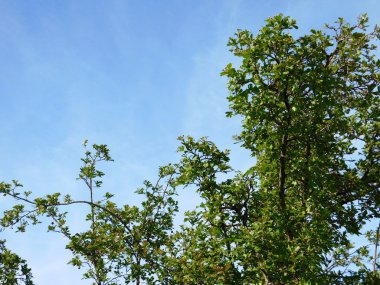 Bahçedeki ağaçlar