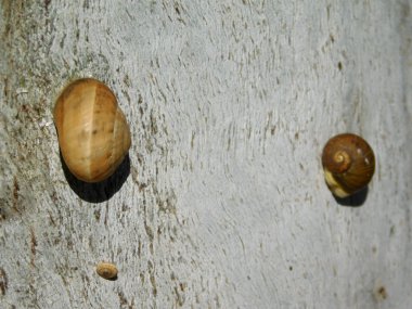 salyangoz bahçede açık havada