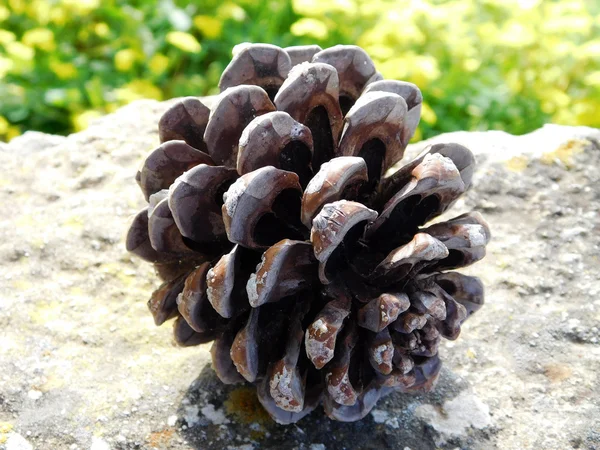 Pinecone en el jardín — Foto de Stock