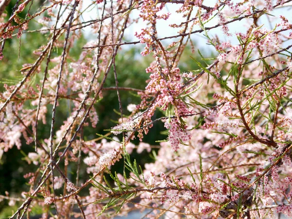 Árvore de floração no jardim — Fotografia de Stock