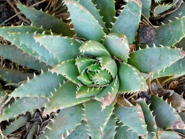 庭に屋外のとげのある植物 — ストック写真