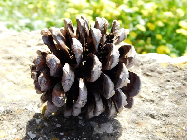 Pinecone en el jardín — Foto de Stock