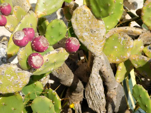 Outdoor thorny plants in the garden — Stock Photo, Image