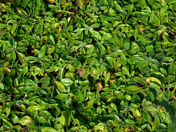 Plantas al aire libre en el jardín — Foto de Stock