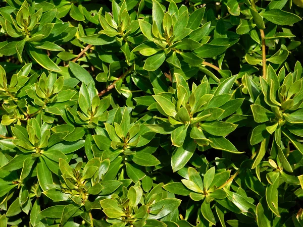 Outdoor plants in the garden — Stock Photo, Image