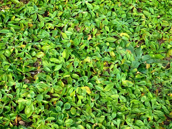 Plantas al aire libre en el jardín — Foto de Stock