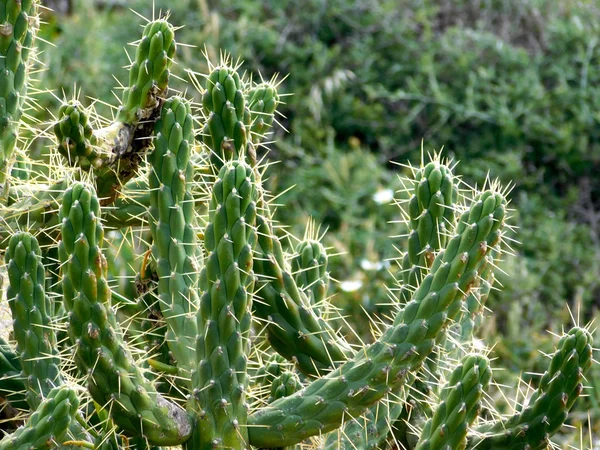 Stekelige planten in de tuin — Stockfoto