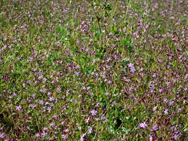 Fleurs en plein air dans le jardin — Photo