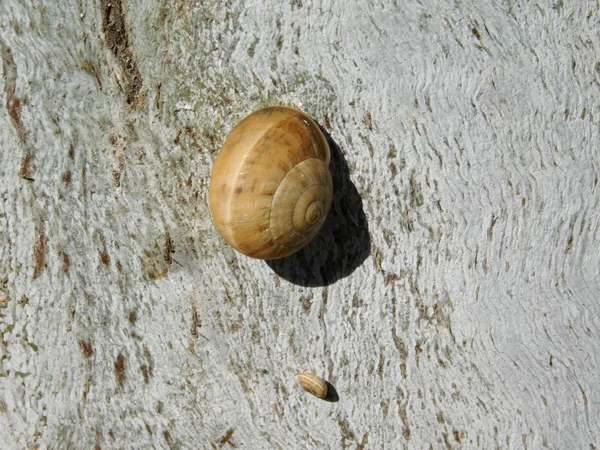 Lumaca all'aperto in giardino — Foto Stock