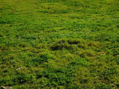 Bahçedeki dış mekan süs bitkileri