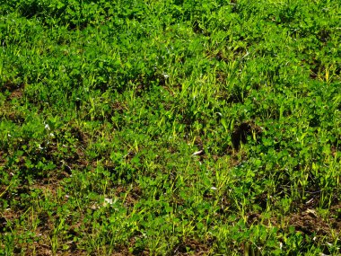 Bahçedeki dış mekan süs bitkileri