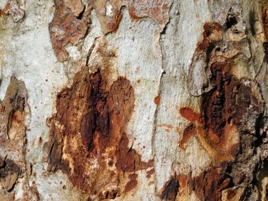 Bahçedeki ağaç gövdesi