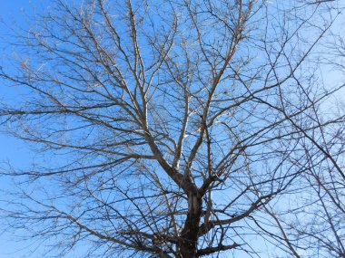 Bahçedeki kuru ağaç