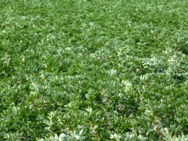 Bahçedeki dış mekan süs bitkileri