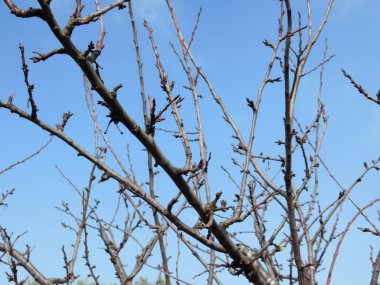 Bahçedeki kuru ağaç