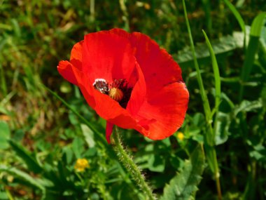 bahçede açık çiçek