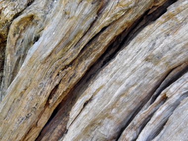 gövde zeytin ağacı bahçede