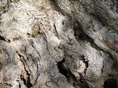 gövde zeytin ağacı bahçede