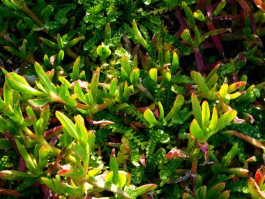 Bahçedeki dış mekan süs bitkileri