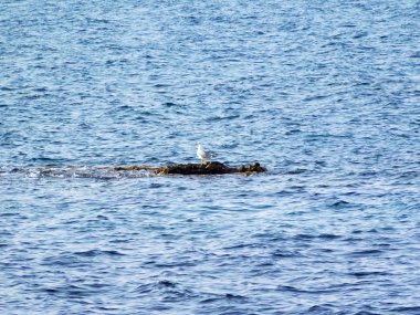 martı açık havada deniz gündüz
