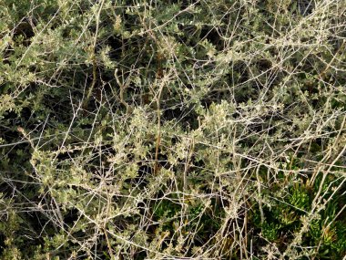 Bahçedeki dış mekan süs bitkileri