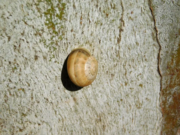 Snigel utomhus i trädgården — Stockfoto