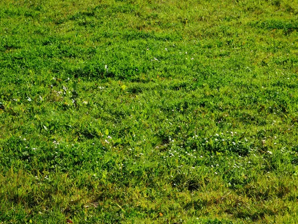 Bahçedeki dış mekan süs bitkileri